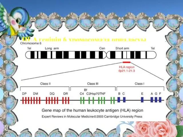 HLA генінің 6 хромосомада орналасуы