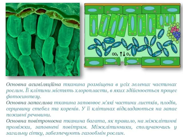 Основна асиміляційна тканина розміщена в усіх зелених частинах рослин. Її клітини містять хлоропласти,