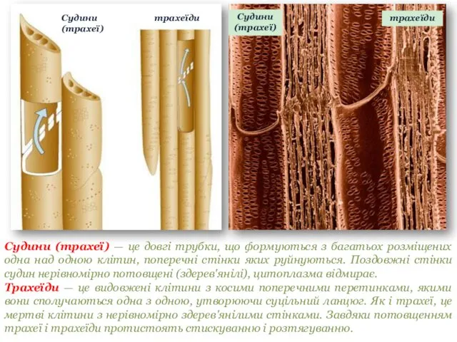 Судини (трахеї) — це довгі трубки, що формуються з багатьох розміщених одна над