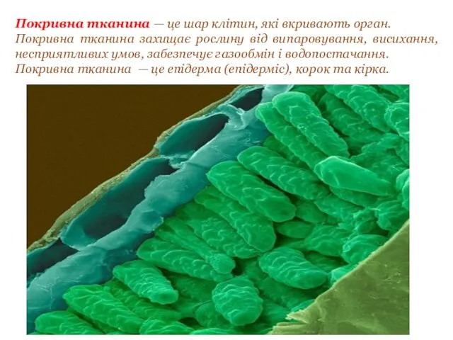 Покривна тканина — це шар клітин, які вкривають орган. Покривна