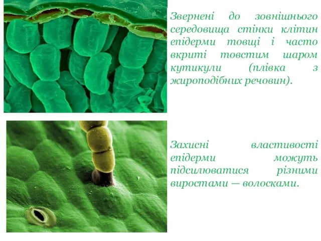 Звернені до зовнішнього середовища стінки клітин епідерми товщі і часто