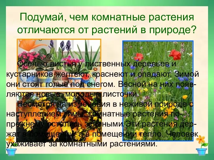 Подумай, чем комнатные растения отличаются от растений в природе? Осенью