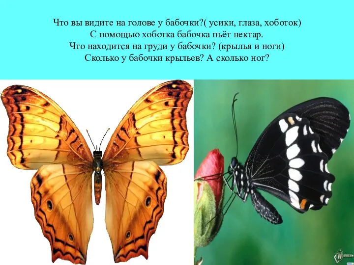 Что вы видите на голове у бабочки?( усики, глаза, хоботок)