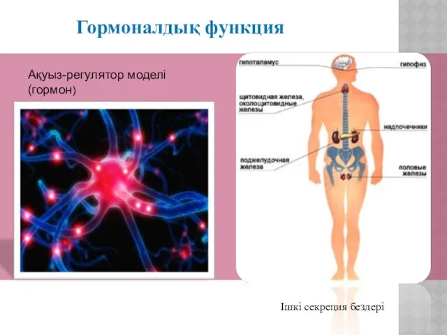 Гормоналдық функция Ішкі секреция бездері Ақуыз-регулятор моделі (гормон)