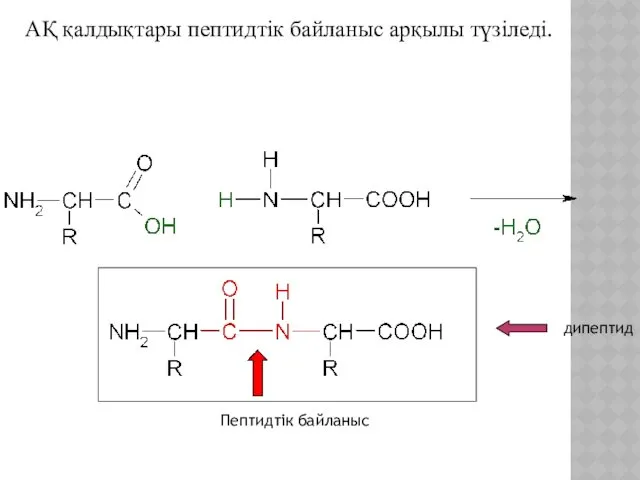 АҚ қалдықтары пептидтік байланыс арқылы түзіледі. Пептидтік байланыс дипептид