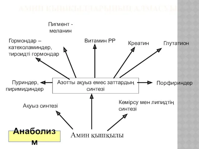 АМИН ҚЫШҚЫЛДАРЫНЫҢ АЛМАСУЫ Ақуыз синтезі Көмірсу мен липидтің синтезі Амин