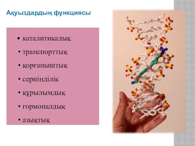 Ақуыздардың функциясы каталитикалық транспорттық қорғаныштық серпінділік құрылымдық гормоналдық азықтық