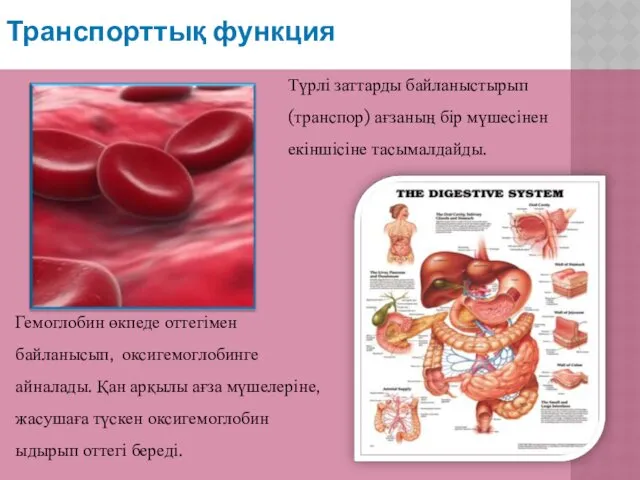 Транспорттық функция Гемоглобин өкпеде оттегімен байланысып, оксигемоглобинге айналады. Қан арқылы