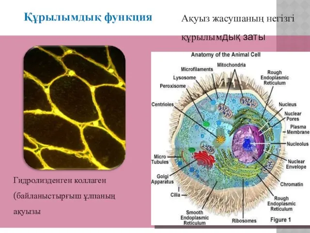 Құрылымдық функция Ақуыз жасушаның негізгі құрылымдық заты Гидролизденген коллаген (байланыстырғыш ұлпаның ақуызы