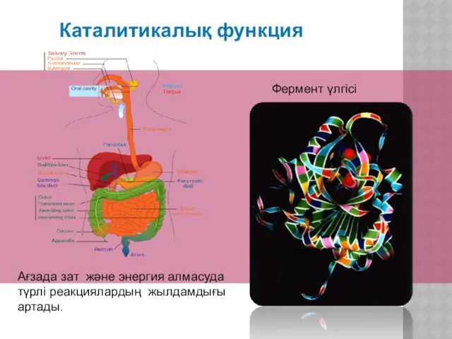 Каталитикалық функция Фермент үлгісі Ағзада зат және энергия алмасуда түрлі реакциялардың жылдамдығы артады.