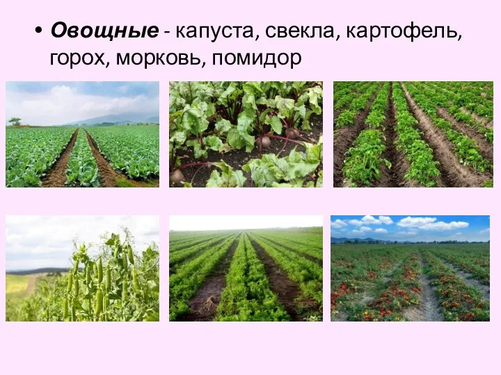 Овощные - капуста, свекла, картофель, горох, морковь, помидор