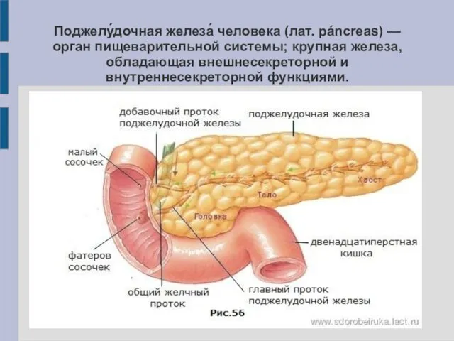 Поджелу́дочная железа́ человека (лат. páncreas) — орган пищеварительной системы; крупная железа, обладающая внешнесекреторной и внутреннесекреторной функциями.