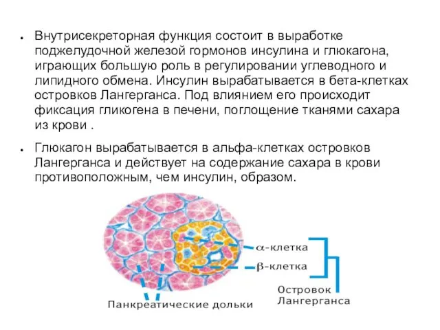 Внутрисекреторная функция состоит в выработке поджелудочной железой гормонов инсулина и