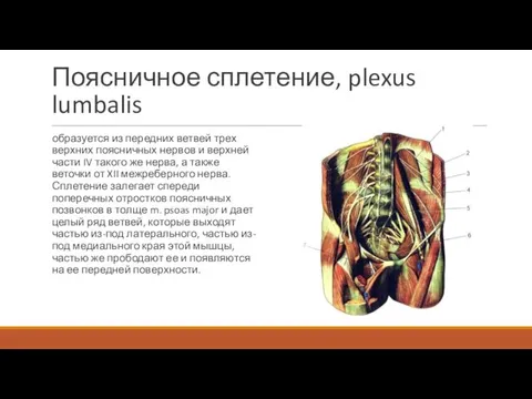 Поясничное сплетение, plexus lumbalis образуется из передних ветвей трех верхних