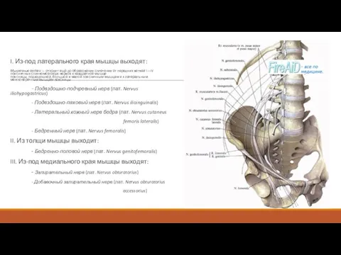 I. Из-под латерального края мышцы выходят: Мышечные ветви — отходят