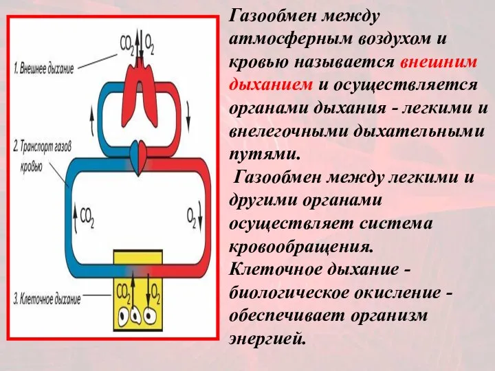 Газообмен между атмосферным воздухом и кровью называется внешним дыханием и осуществляется органами дыхания