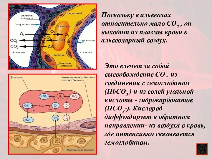 Это влечет за собой высвобождение CO2 из соединения с гемоглобином