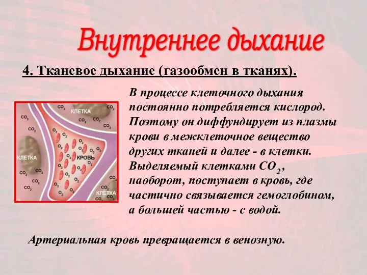 Внутреннее дыхание 4. Тканевое дыхание (газообмен в тканях). В процессе клеточного дыхания постоянно