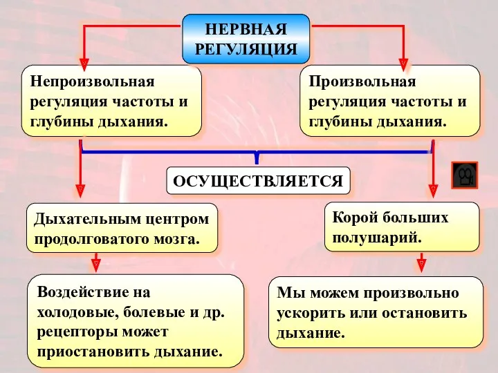 Непроизвольная регуляция частоты и глубины дыхания. ОСУЩЕСТВЛЯЕТСЯ НЕРВНАЯ РЕГУЛЯЦИЯ Произвольная регуляция частоты и