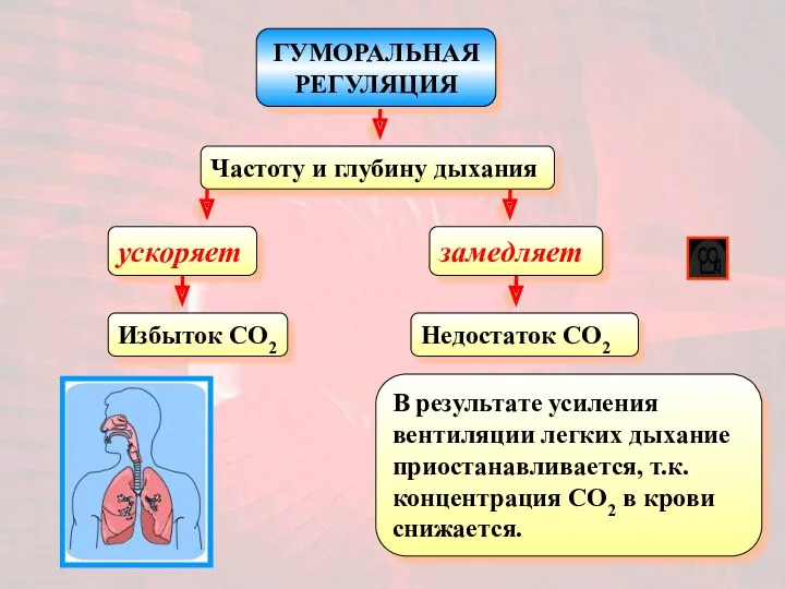 ГУМОРАЛЬНАЯ РЕГУЛЯЦИЯ Частоту и глубину дыхания ускоряет Избыток CO2 замедляет