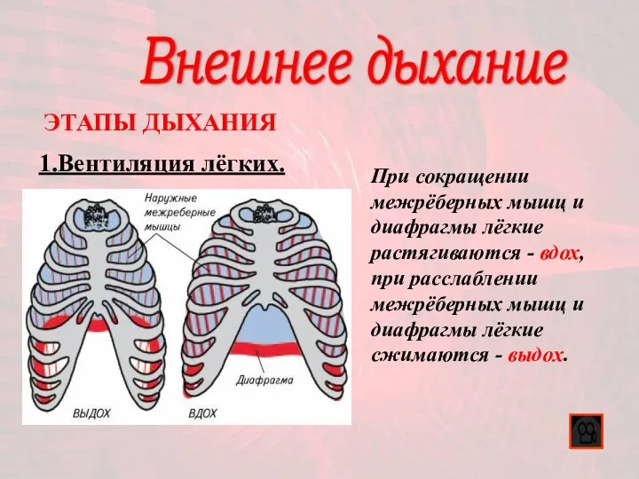 Внешнее дыхание 1.Вентиляция лёгких. ЭТАПЫ ДЫХАНИЯ При сокращении межрёберных мышц и диафрагмы лёгкие