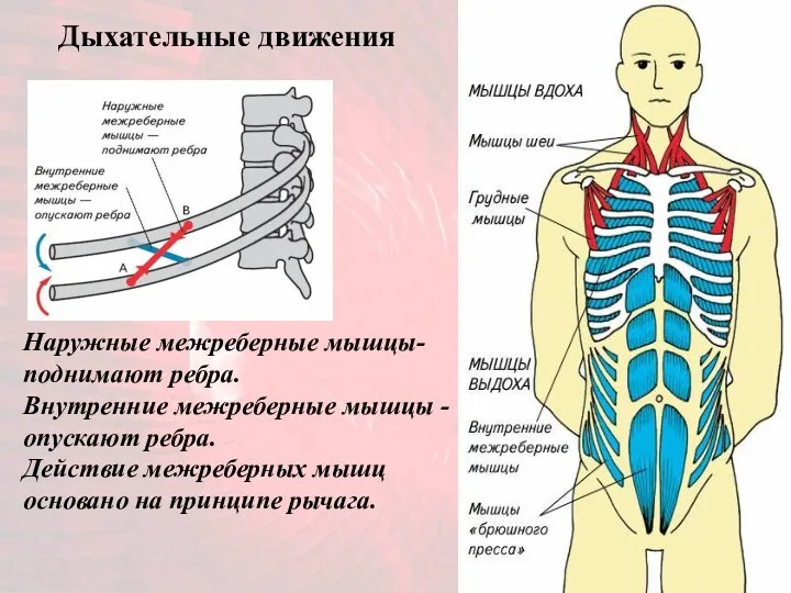 Наружные межреберные мышцы- поднимают ребра. Внутренние межреберные мышцы - опускают