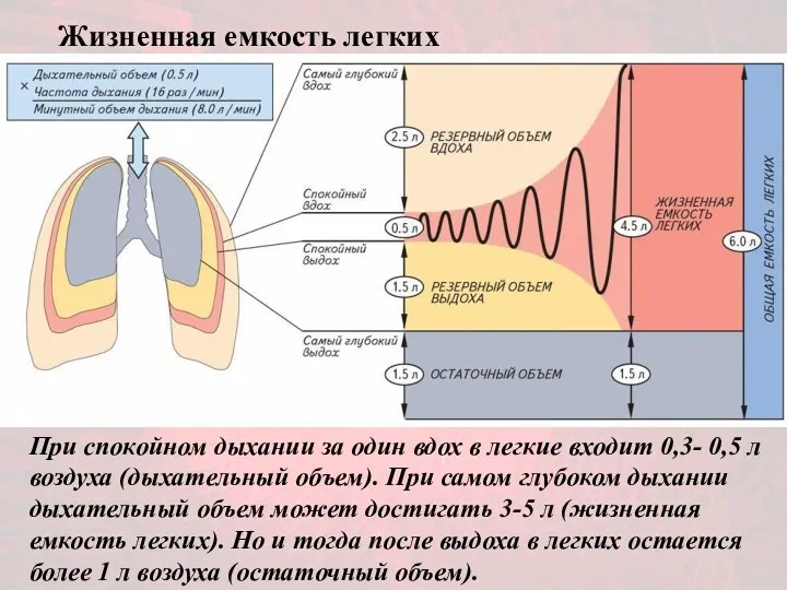 При спокойном дыхании за один вдох в легкие входит 0,3-