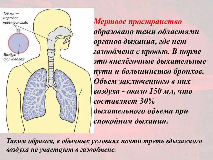 Мертвое пространство образовано теми областями органов дыхания, где нет газообмена с кровью. В