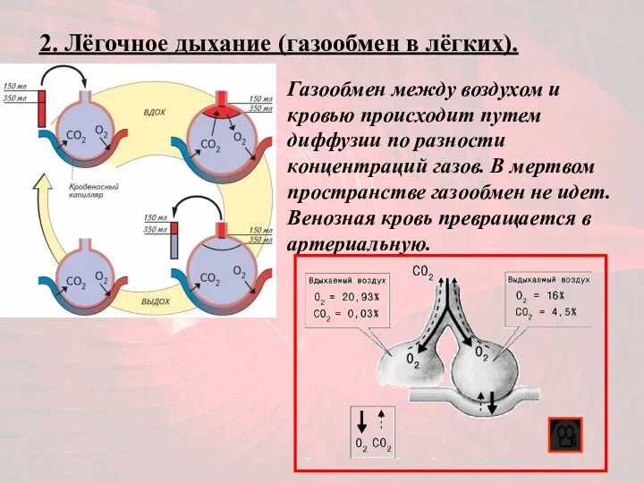 2. Лёгочное дыхание (газообмен в лёгких). Газообмен между воздухом и кровью происходит путем