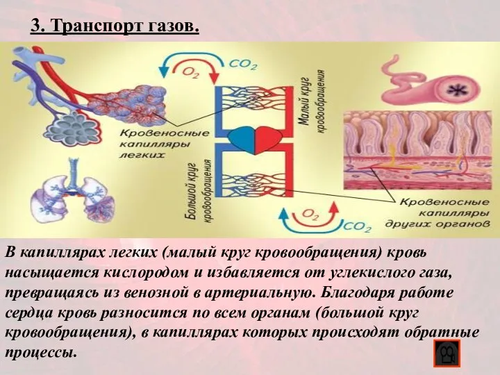 3. Транспорт газов. В капиллярах легких (малый круг кровообращения) кровь