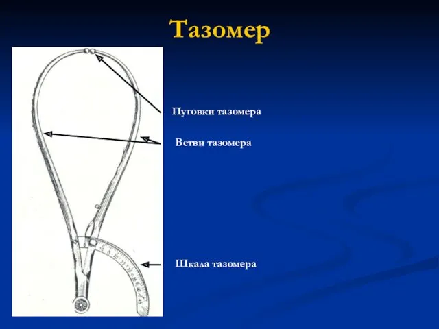 Тазомер Шкала тазомера Пуговки тазомера Ветви тазомера