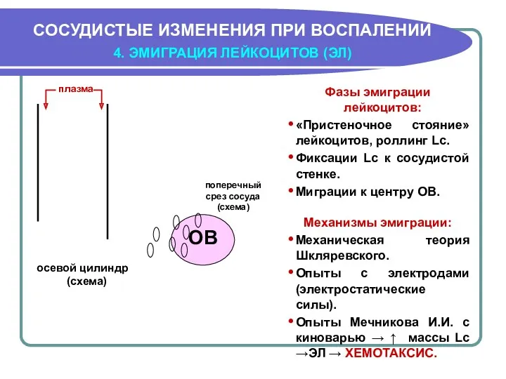 СОСУДИСТЫЕ ИЗМЕНЕНИЯ ПРИ ВОСПАЛЕНИИ 4. ЭМИГРАЦИЯ ЛЕЙКОЦИТОВ (ЭЛ) осевой цилиндр