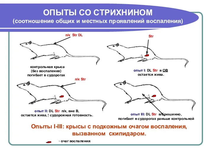 ОПЫТЫ СО СТРИХНИНОМ (соотношение общих и местных проявлений воспаления) -