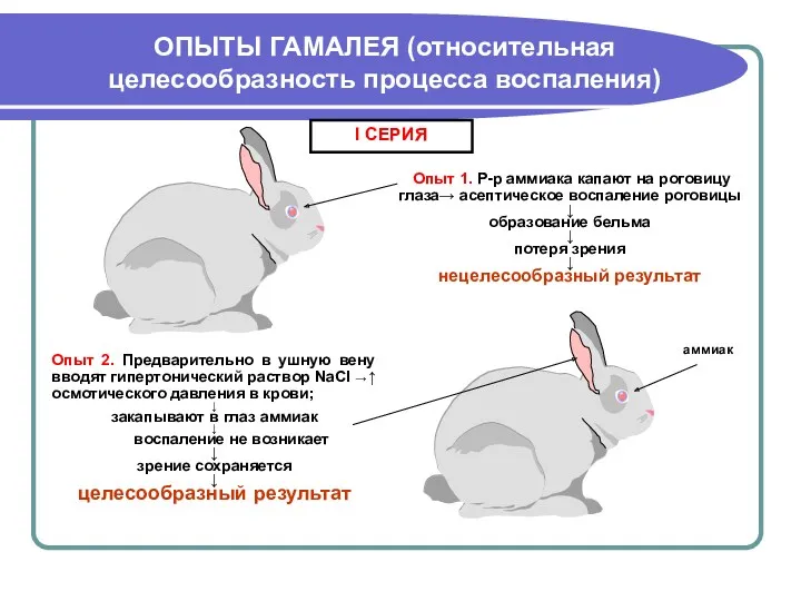 ОПЫТЫ ГАМАЛЕЯ (относительная целесообразность процесса воспаления)