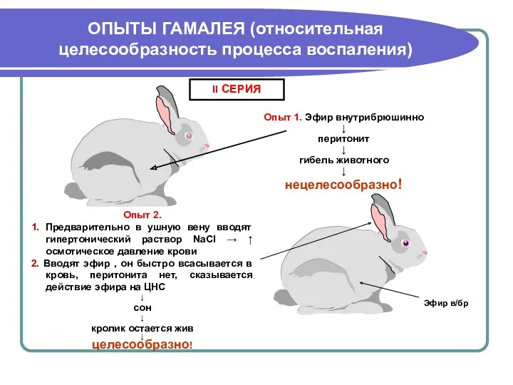 ОПЫТЫ ГАМАЛЕЯ (относительная целесообразность процесса воспаления) II СЕРИЯ