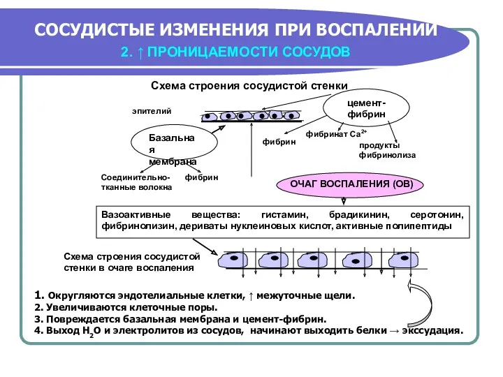 СОСУДИСТЫЕ ИЗМЕНЕНИЯ ПРИ ВОСПАЛЕНИИ 2. ↑ ПРОНИЦАЕМОСТИ СОСУДОВ