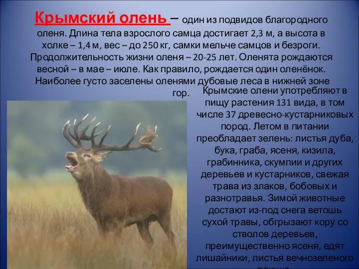 Крымский олень – один из подвидов благородного оленя. Длина тела