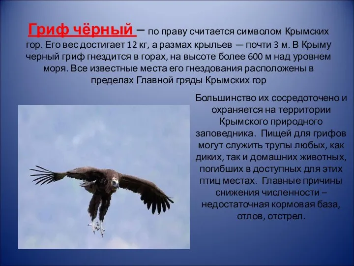 Гриф чёрный – по праву считается символом Крымских гор. Его