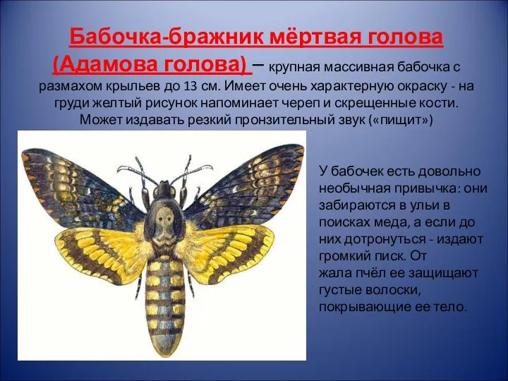 Бабочка-бражник мёртвая голова (Адамова голова) – крупная массивная бабочка с