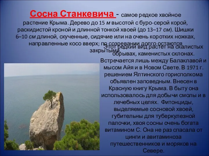 Сосна Станкевича - самое редкое хвойное растение Крыма. Дерево до
