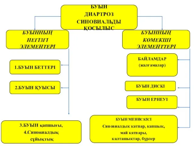 БУЫН ДИАРТРОЗ СИНОВИАЛЬДЫ ҚОСЫЛЫС 3.БУЫН қапшығы, 4.Синовиалдық сұйықтық БУЫННЫҢ НЕГІЗГІ ЭЛЕМЕНТЕРІ 2.БУЫН ҚУЫСЫ