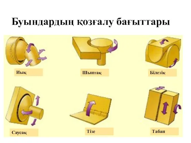 Буындардың қозғалу бағыттары Иық Шынтақ Саусақ Тізе Табан Білезік