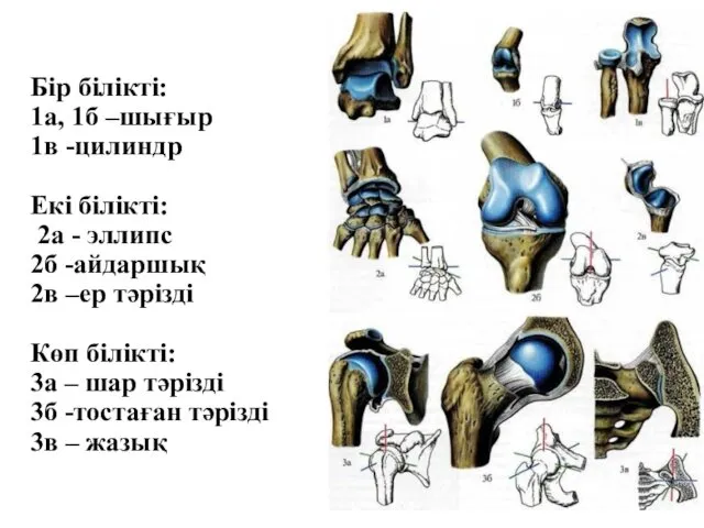 Бір білікті: 1а, 1б –шығыр 1в -цилиндр Екі білікті: 2а - эллипс 2б