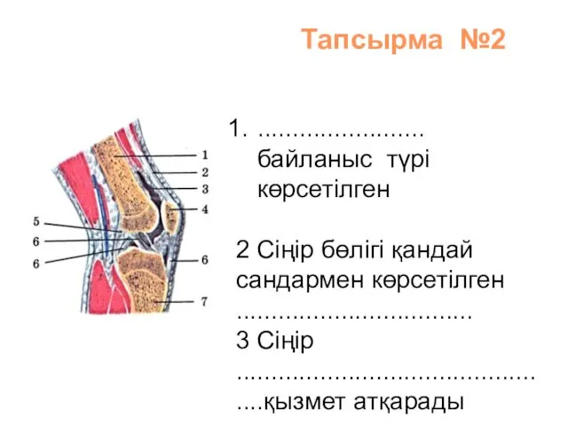 Тапсырма №2 ........................ байланыс түрі көрсетілген 2 Сіңір бөлігі қандай сандармен көрсетілген ..................................