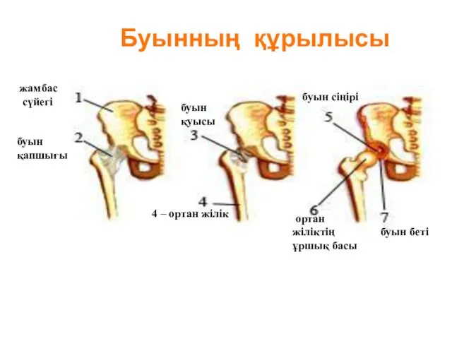 жамбас сүйегі буын қапшығы буын қуысы 4 – ортан жілік