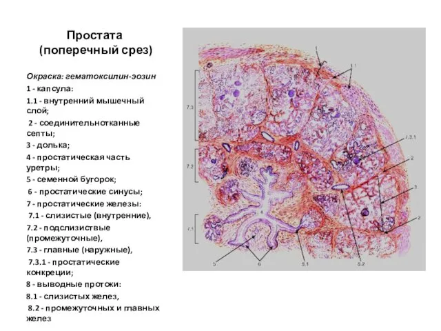 Простата (поперечный срез) Окраска: гематоксилин-эозин 1 - капсула: 1.1 -