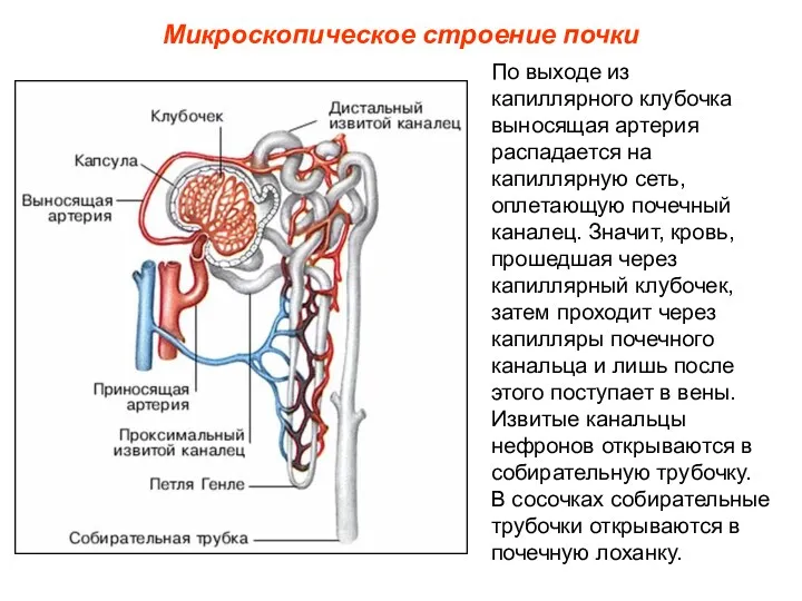 Микроскопическое строение почки По выходе из капиллярного клубочка выносящая артерия распадается на капиллярную