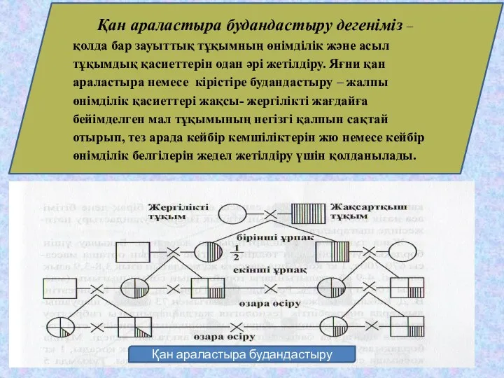 Қан араластыра будандастыру дегеніміз – қолда бар зауыттық тұқымның өнімділік