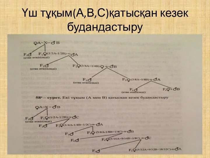 Үш тұқым(А,В,С)қатысқан кезек будандастыру