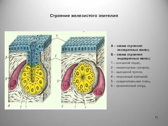 Строение железистого эпителия А – схема строения экзокринных желез; Б